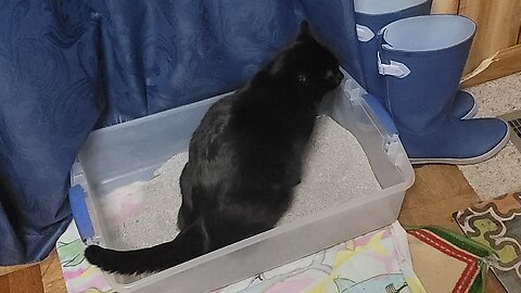 WHAT DO YOU DO WHEN YOUR CATS REFUSE TO USE THE LITTER BOX?