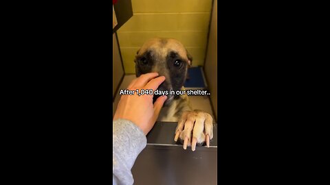 the time has finally come #adoptdog 🐶