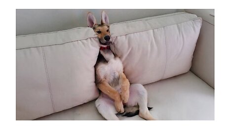 Funny animal video