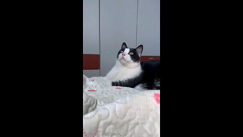 Adorable cat lying on a bed