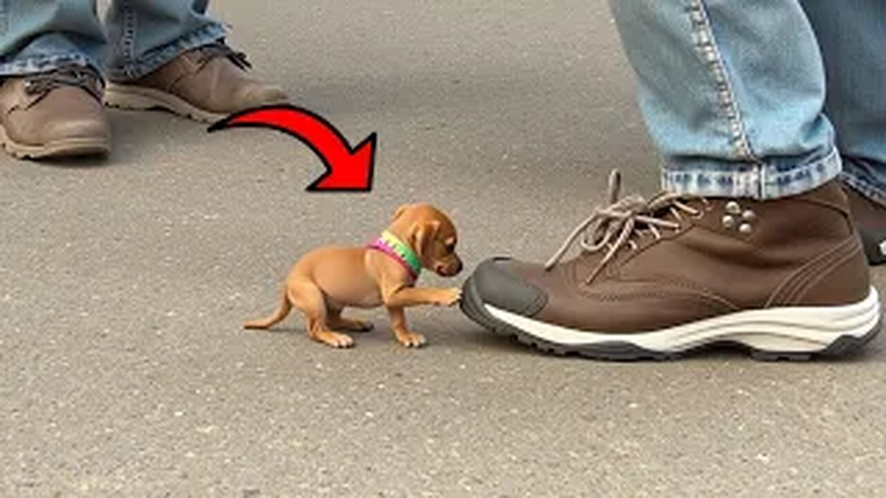 Smallest Dog Breed That Look Like They Just Came from a Toy Store