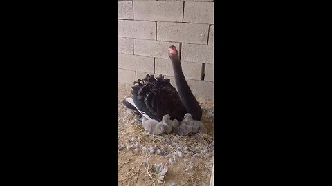 lovely birds