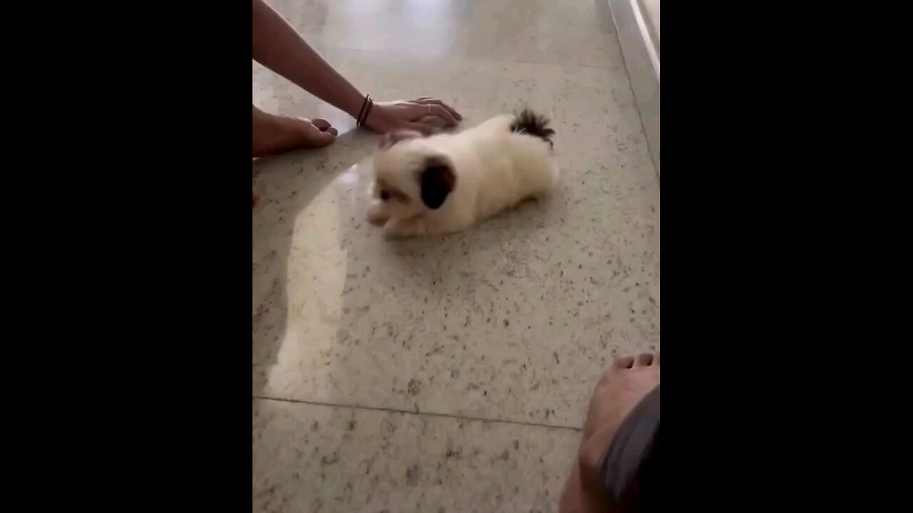 लवली विडिओ