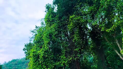 Breathtaking Penang Panorama