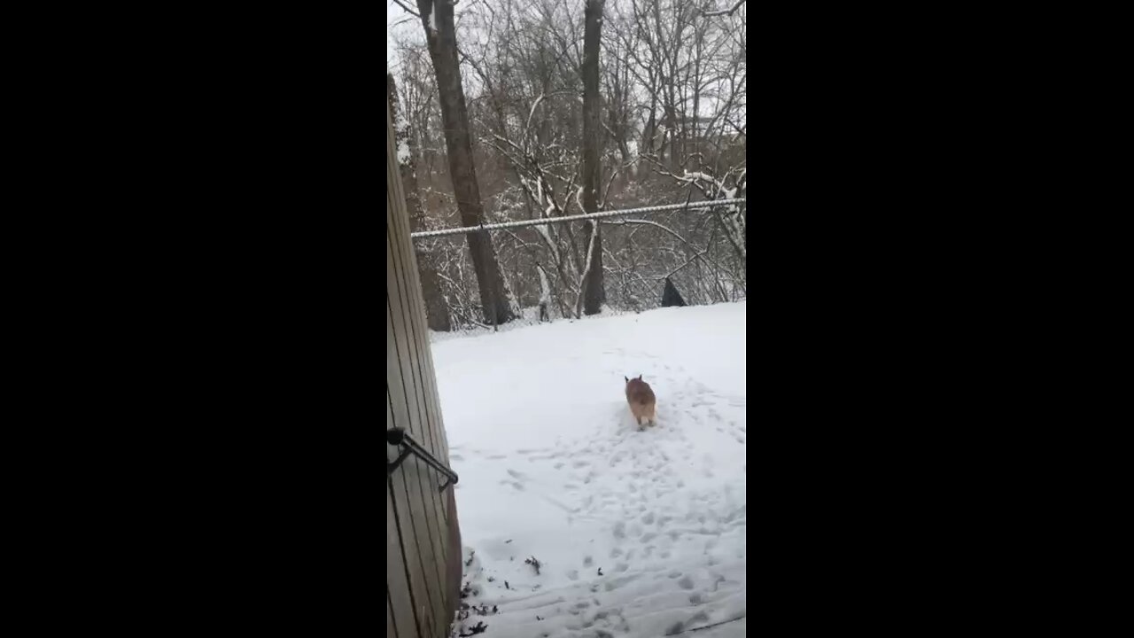 Dogs go outside