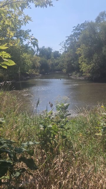 A Pair of Geese in Salt Creek