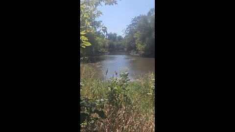 A Pair of Geese in Salt Creek