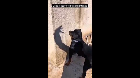 Dog Reaction...!😀😃😄