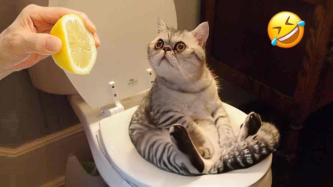 Cat Funny video| 🐈 😻 funny Cats funny
