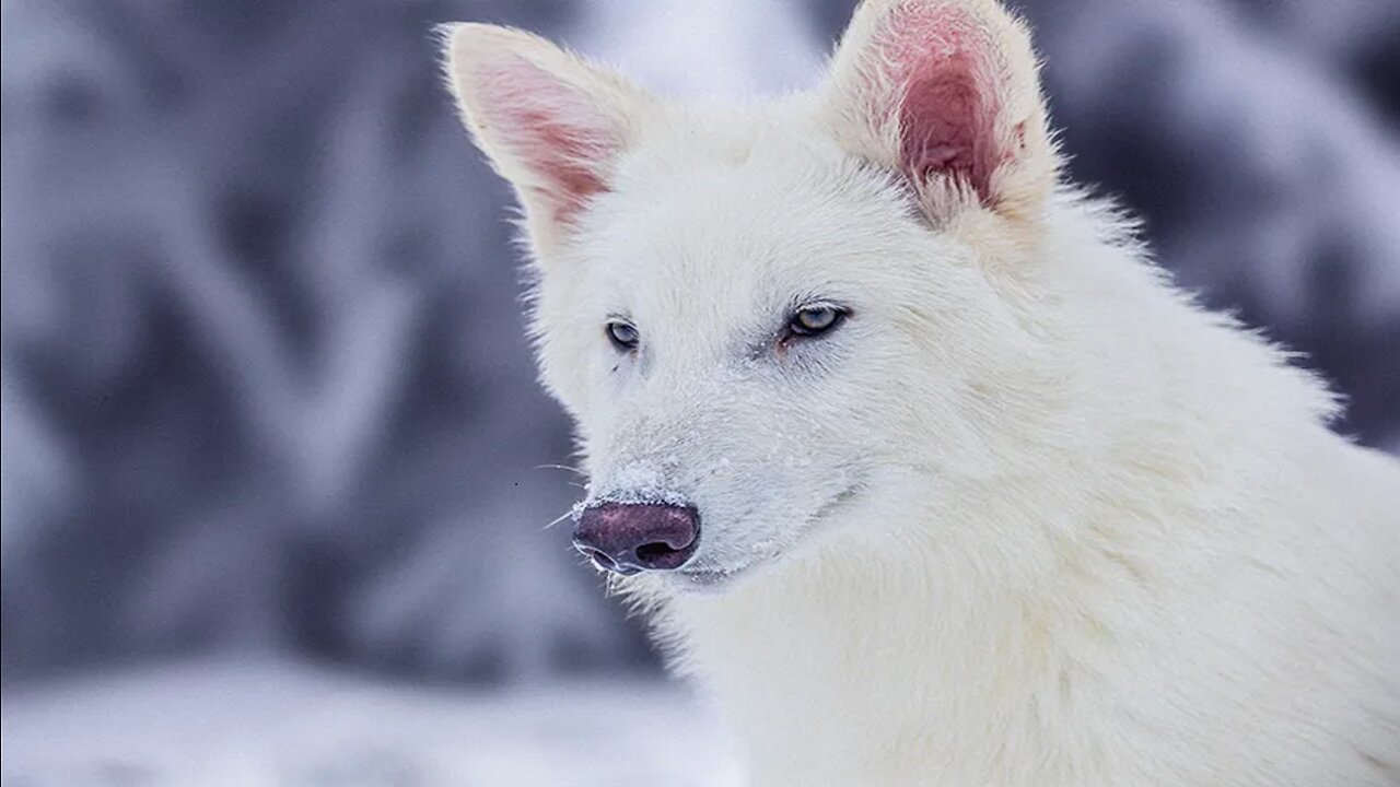 Flooding, Severe Weather Blamed For More Than 20 Deaths In The US - Dire Wolf's De-Extincted