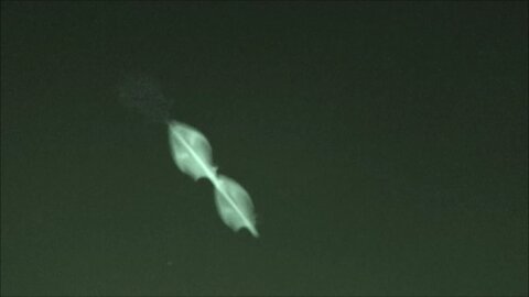 UFO IDENTIFIED Barbell ET Drones Over Adelaide 6 to 10 May 2025