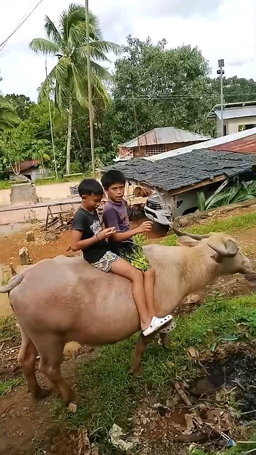 2 Rascals And A Buffalo 물소와 2 말썽꾸러기들. #philippines #negrooccidental #sagaycity #coloniadivina