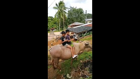 2 Rascals And A Buffalo 물소와 2 말썽꾸러기들. #philippines #negrooccidental #sagaycity #coloniadivina
