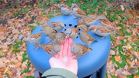 Hand Feeding House Sparrows on a Garbage Can