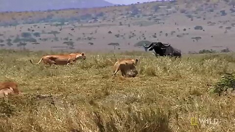 How a Lion Pride Hunts Prey | Cat Attack-tics
