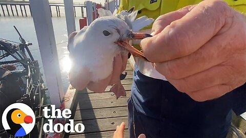 Guys Rescue A Little Seagull Tangled In Wire | The Dodo