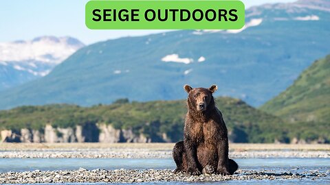Katmai National Park Bear Feeding Live Stream!