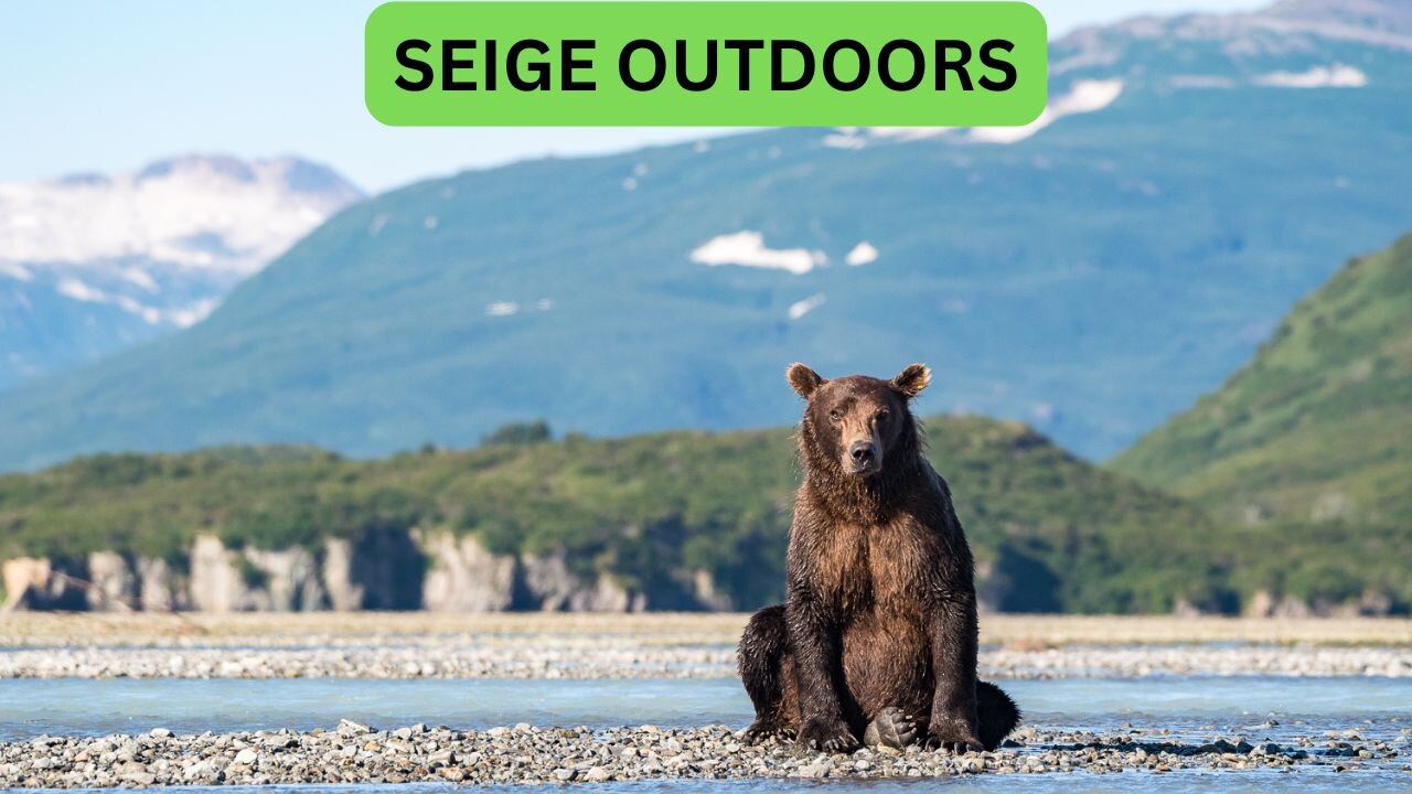 Katmai National Park Bear Feeding Live Stream!