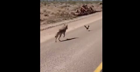 Wile E. Coyote and the Road Runner. . . . in real life!