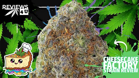 CHEESECAKE FACTORY 🧀🏭 (STRAIN REVIEW) | REVIEWS 4 U