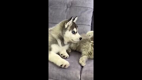 Husky pup meets kitten for the first time🤗#qutepuppy #qutecat