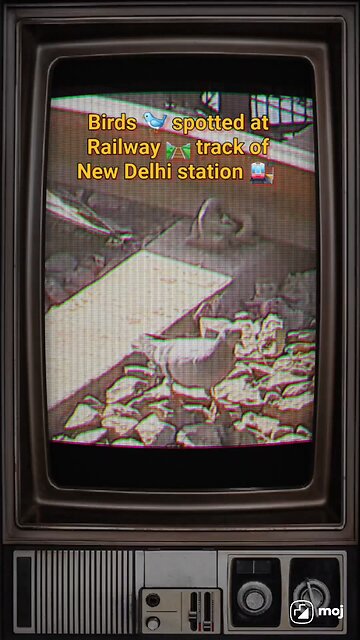 Capture their lively chirps and colorful wings in an urban oasis! #BirdWatching #RailwayStation