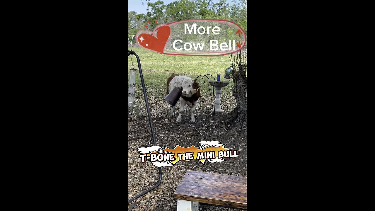 T-Bull the mini bull has a fever. A fever for more cow bell!