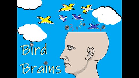 Bird Brains