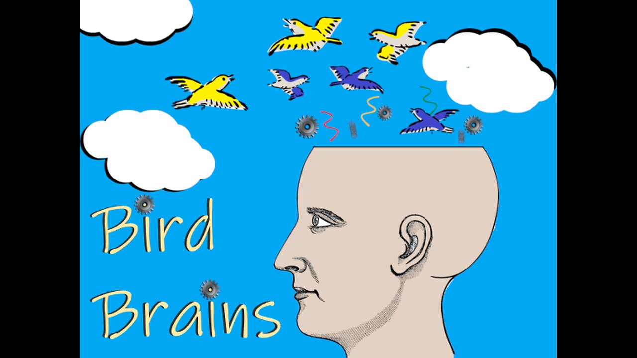 Bird Brains