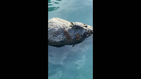 Red-Rared Slider Turtles 🐢 #redearedsliders #turtle #shorts #subscribe #viral #trending