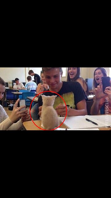 😱Mother Cat Protects Kitten: Maternal Instincts