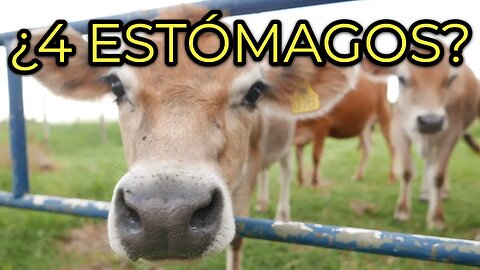 The Secret of Their 4 Stomachs 🐄 El misterio de sus 4 estómagos explicado fácil