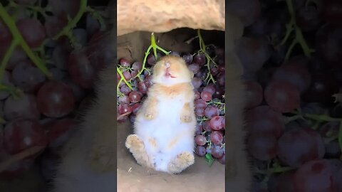 The rabbit eats grapes leisurely in the cave. Cute pet debut plan. Rabbit. Pastoral cute pet