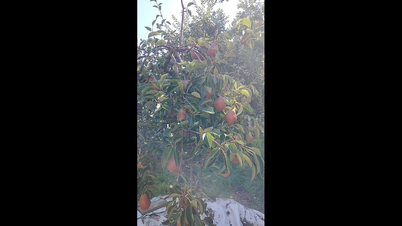 Asian pear tree