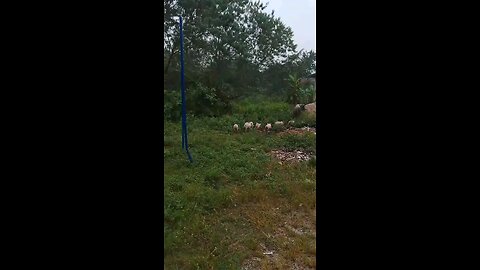Oink If You're Hungry, Brave Mother Pig Guides their children for food. Alberic Walters Video