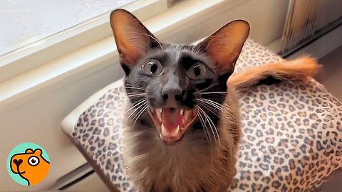 Talkative Cat Argues With Woman All Day Long | 5 Best Stories