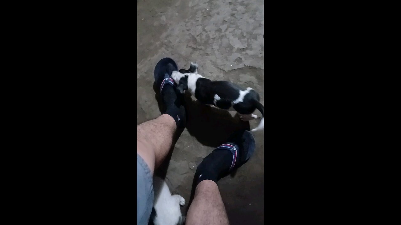 perrita juguetona