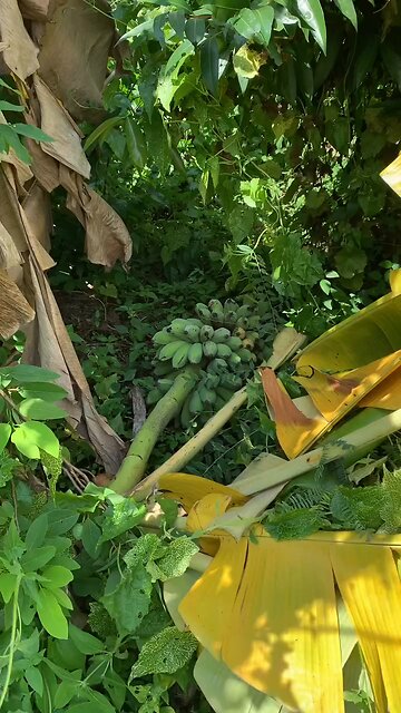 local fruits in farm