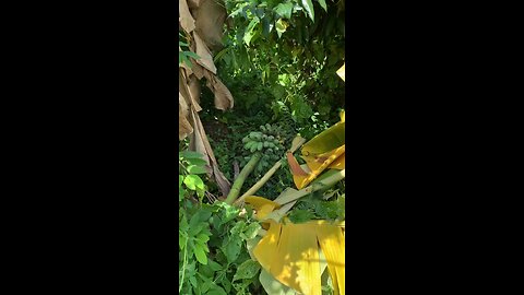 local fruits in farm