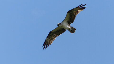 OSPREY