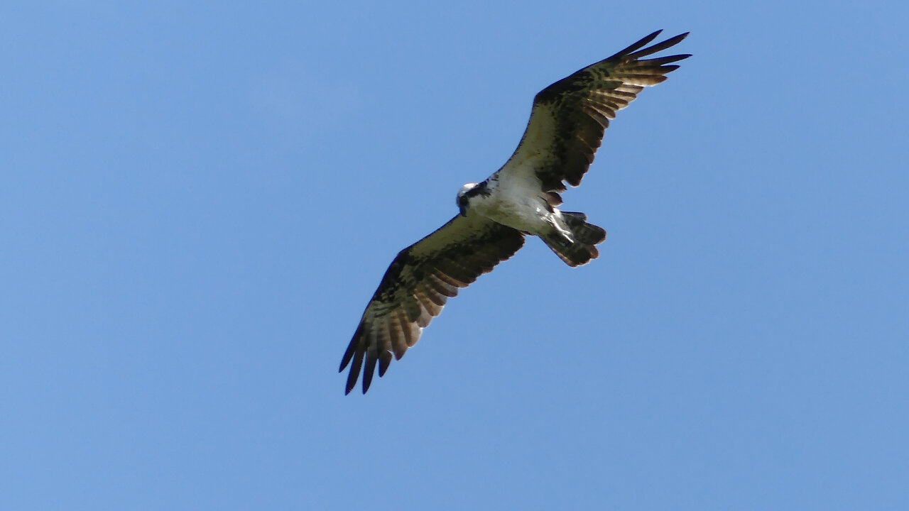 OSPREY