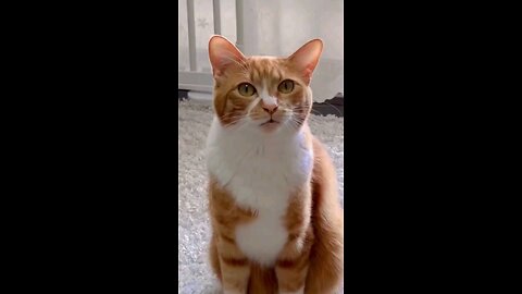cute voice from kitten..