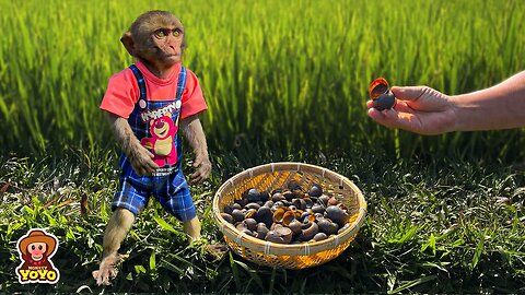 Grandpa loves monkey YiYi when she using waste plastic to plant trees to protect the environment