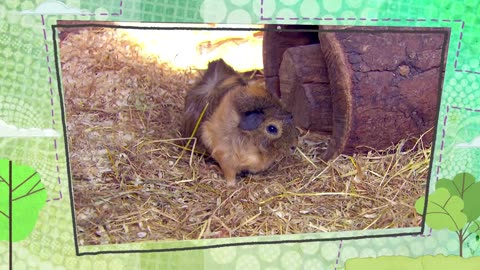 Mi Mascota y Yo - T02E16 - Nueva Mascota