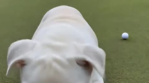 Adorable Bulldog Plays Golf!