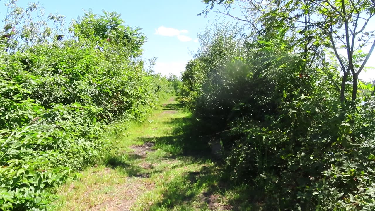 Little Hike Walk at the William J Robertson nature preserve