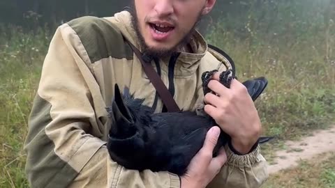Raven Yawns With Contentment