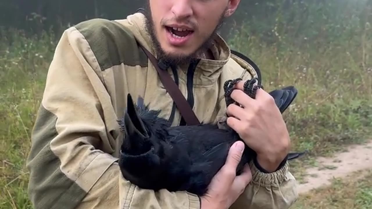 Raven Yawns With Contentment