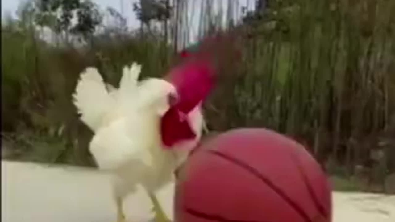 "White Rooster Footballer"
