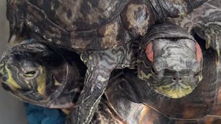 Do Nothing Challenge 159 🐢 New Earth Creations #meditationshorts #redearedsliderturtle #LuV
